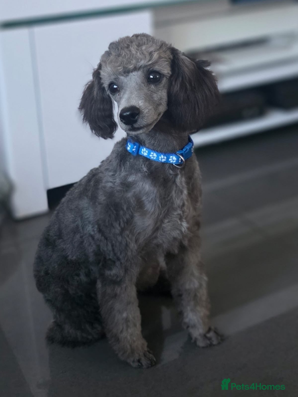 Toy Poodle dogs Meet 'Littles' - Rare Silver Tiny Toy Poodle Boy🐾 - Advert 4