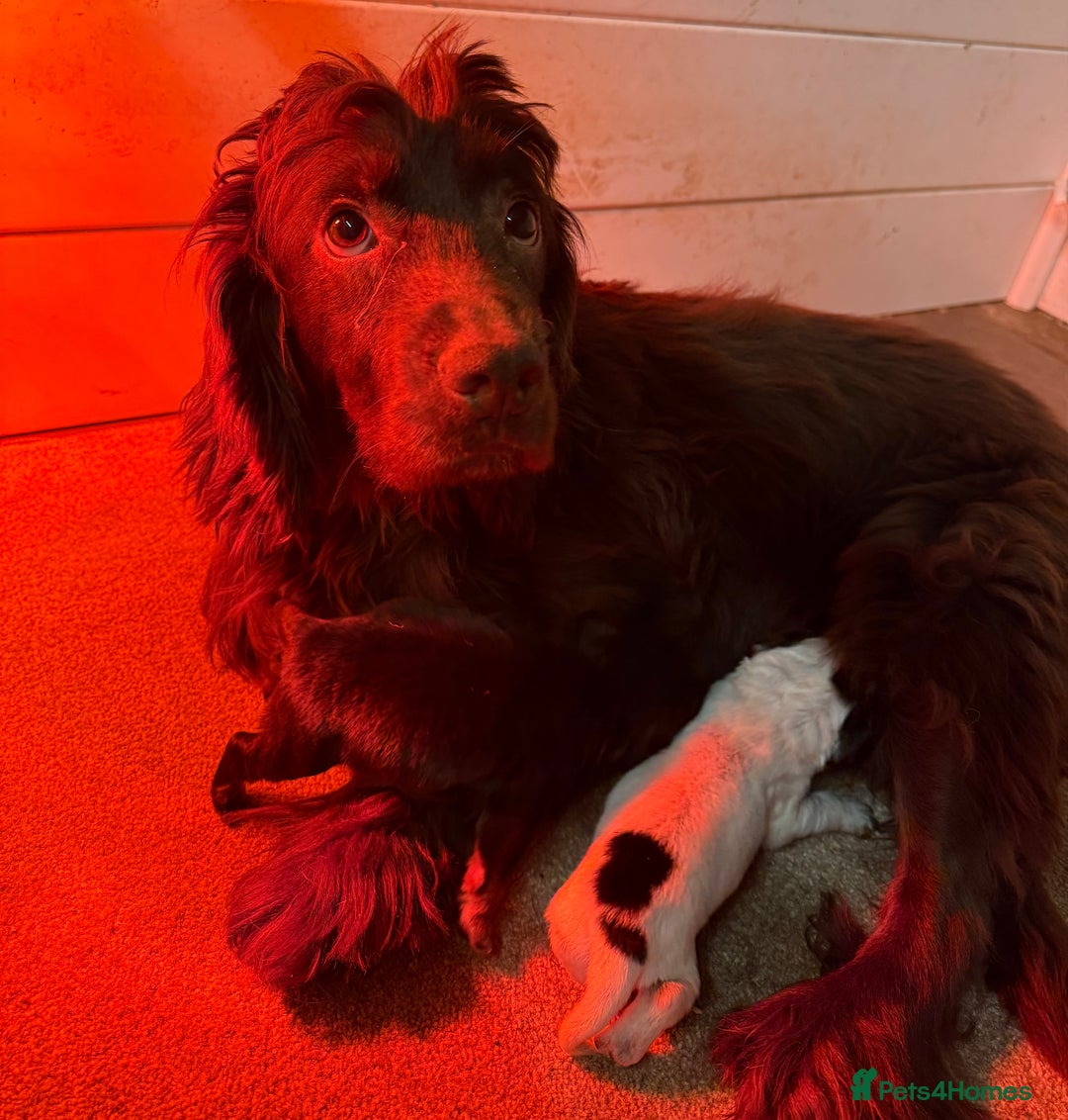 Cocker Spaniel dogs for sale: Bred From Extensively Health Tested Parents  - Advert 15