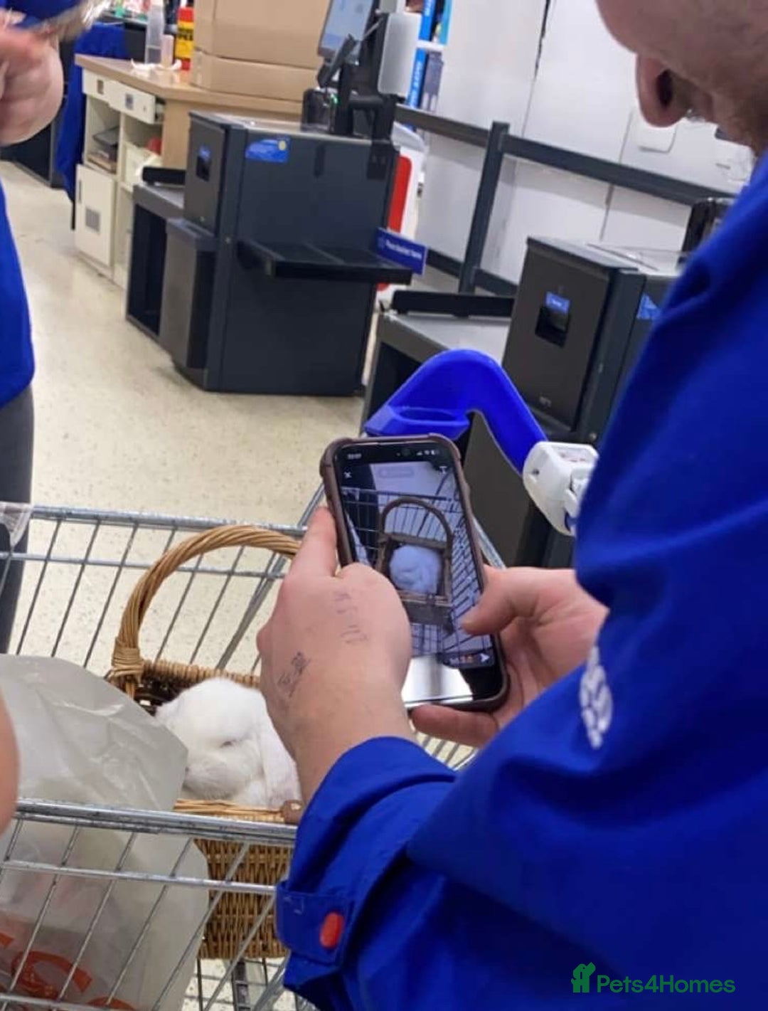 Mini Lop rabbits for sale: Cute, friendly white female mini lop bunny  - Advert 11