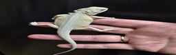 Bearded Dragon reptiles for sale: Bearded dragons  babies  - Advert 30