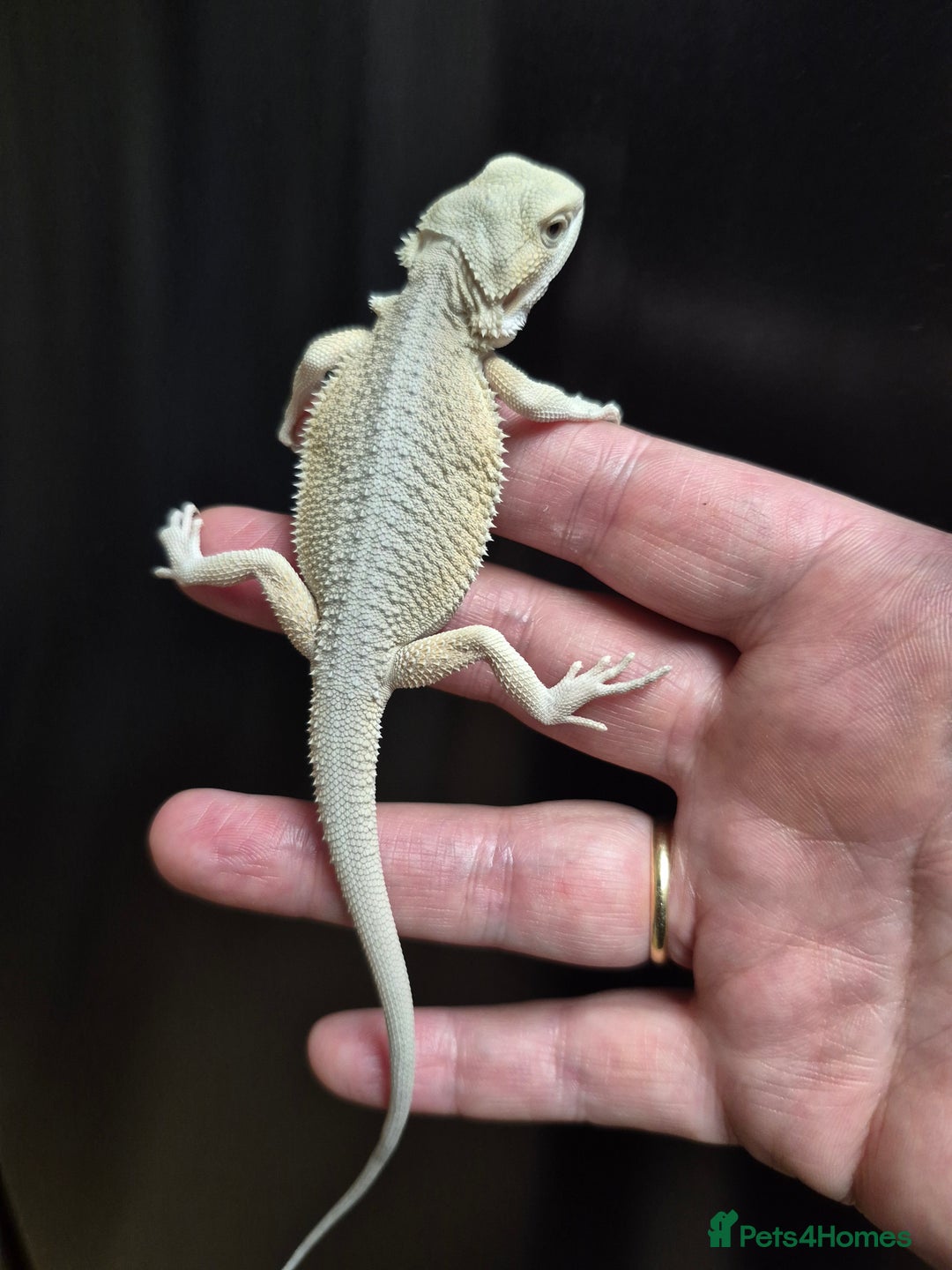 Bearded Dragon reptiles for sale: Bearded dragons  babies  - Advert 30