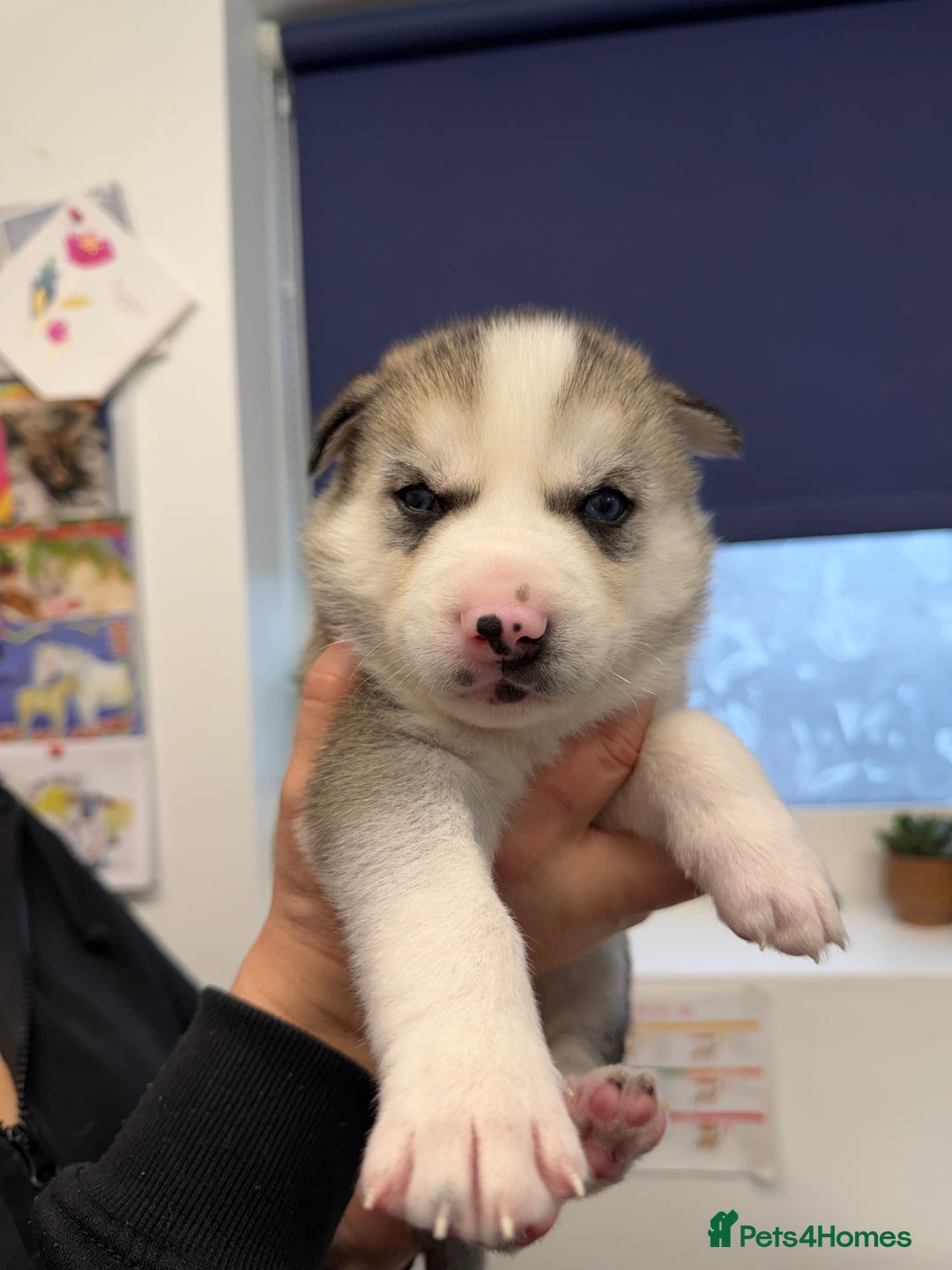 Siberian Husky dogs for sale: 1 female and 2 male huskies for sale - Advert 4