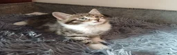 Mixed Breed cats for sale: Wonderful Kittens🥰🥰🥰 - Advert 5