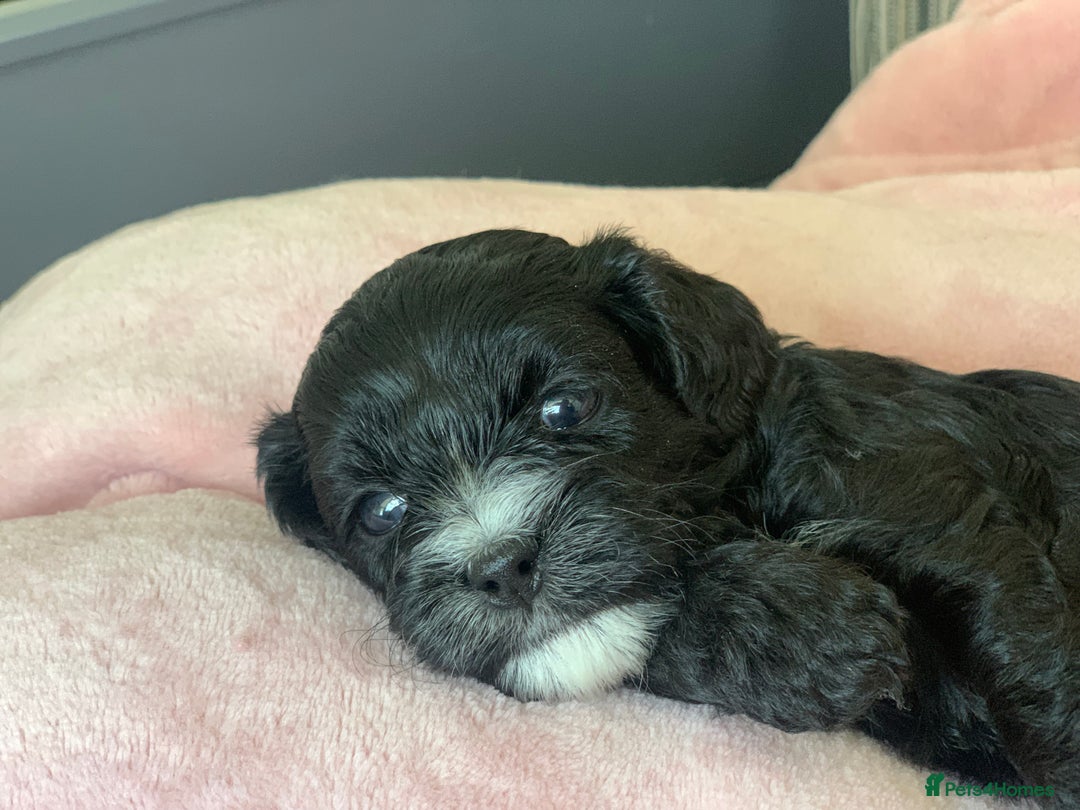 Cavapoo dogs for sale: Our last beautiful F1 Cavapoo is available! - Image 5