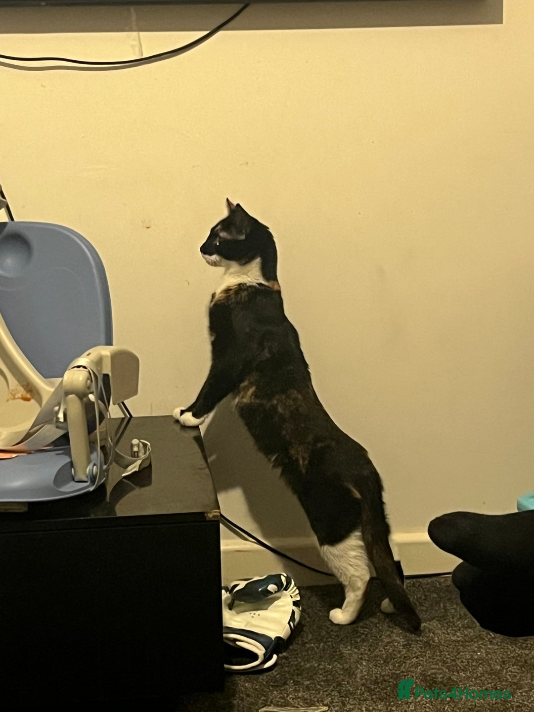 Domestic Shorthair cats for sale: 1 year old housecat - Image 5