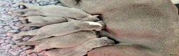 Staffordshire Bull Terrier dogs for sale: Kc registered blue staffys - Advert 2