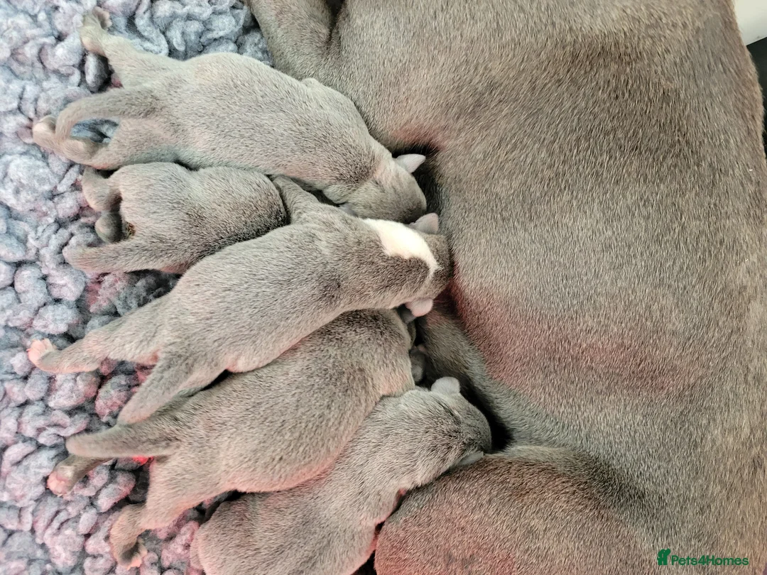 Staffordshire Bull Terrier dogs for sale: Kc registered blue staffys - Advert 2