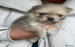 Pomeranian dogs for sale: 💙 Adorable Merle Pomeranian Puppy for Sale 💙 - Image 6