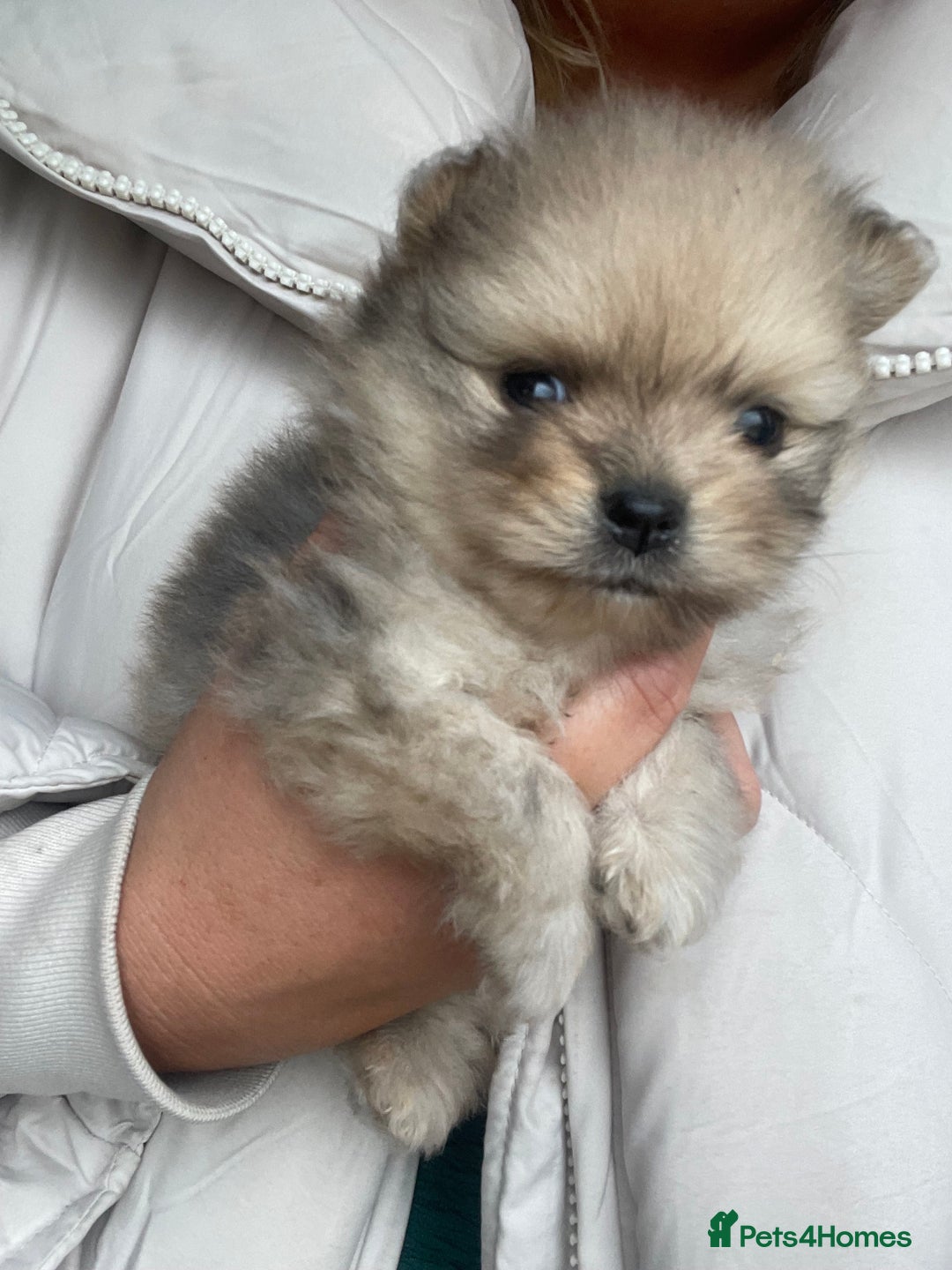 Pomeranian dogs for sale: 💙 Adorable Merle Pomeranian Puppy for Sale 💙 - Image 6