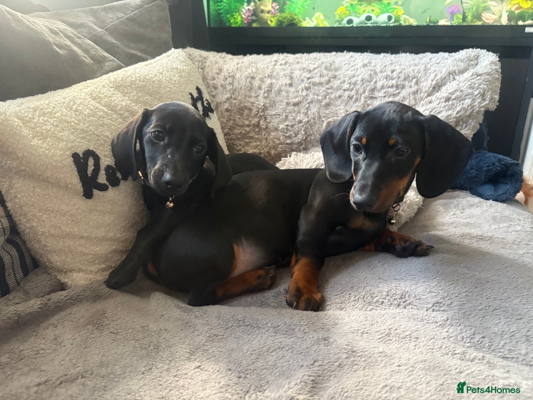 Dachshund dogs for sale: Dachshund puppy male - Advert 11