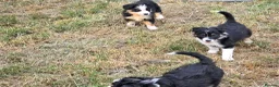 Border Collie dogs for sale: Border Collie Puppies for Sale  in Sleaford - Advert 4