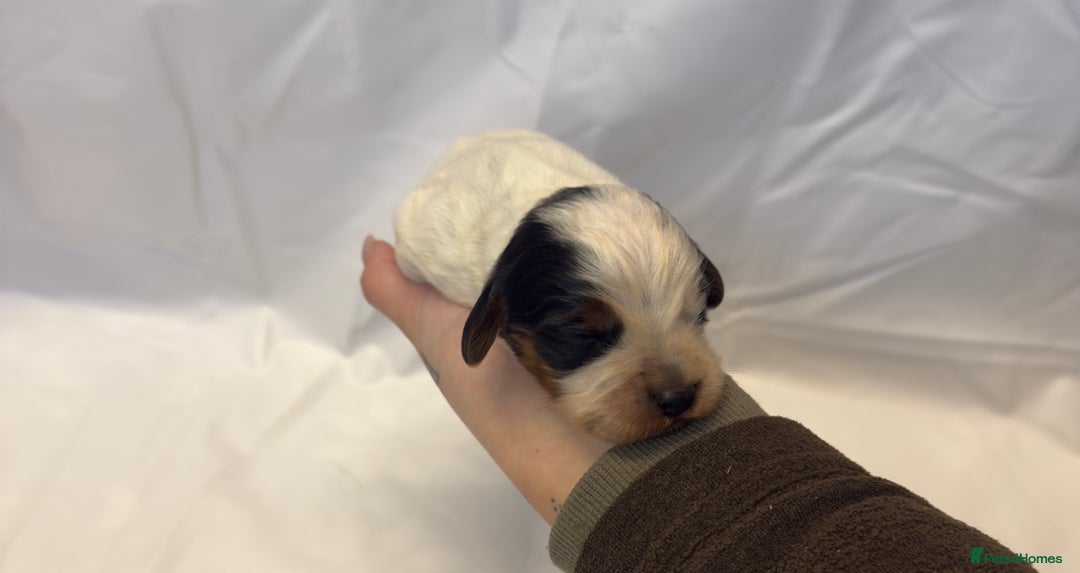 Cocker Spaniel dogs for sale: Bred From Extensively Health Tested Parents  - Advert 6