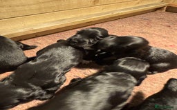 Cocker Spaniel dogs for sale: Gorgeous Cocker spaniel puppies for sale  - Image 8