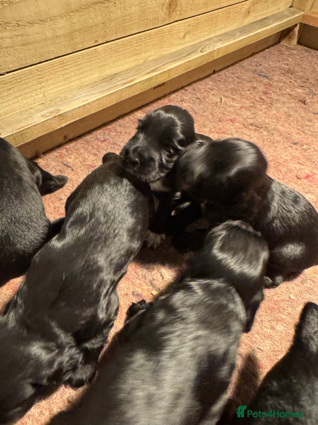 Cocker Spaniel dogs for sale: Gorgeous Cocker spaniel puppies for sale  - Image 8