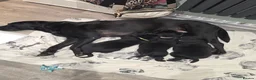 Labrador Retriever dogs for sale: Black lab puppies in Ipswich - Advert 10