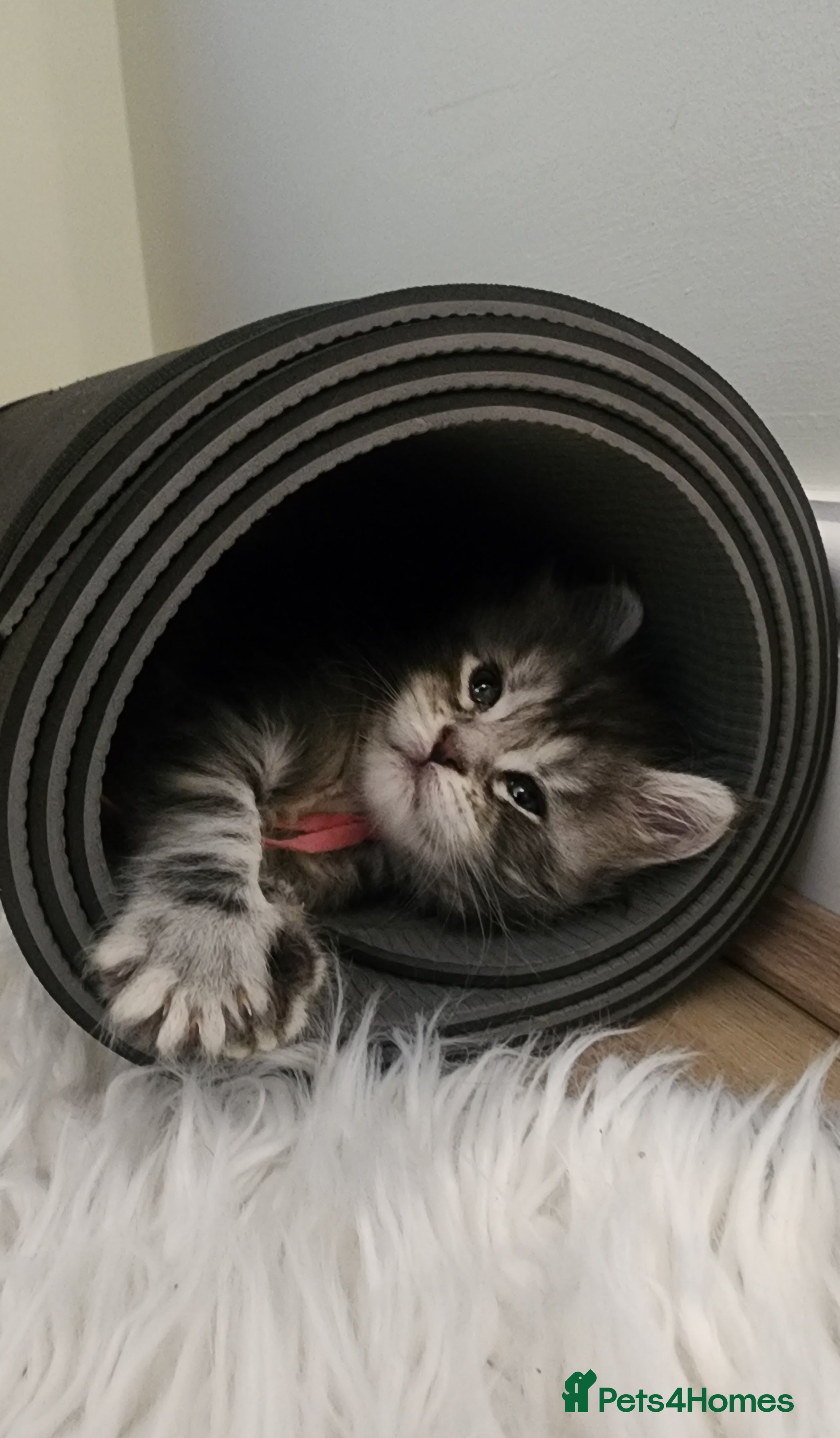 Maine Coon cats 💫💫Beautiful Maine Coon Kittens💫💫 - Advert 3