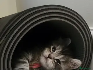 Maine Coon cats 💫💫Beautiful Maine Coon Kittens💫💫 - Advert 3