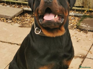 Rottweiler dogs in Rushden - Advert 3