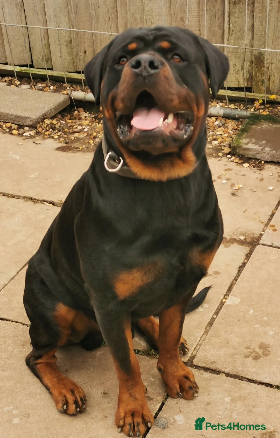 Rottweiler dogs for stud: K..C REGISTERED ROTTWEILER STUD in Rushden - Advert 1