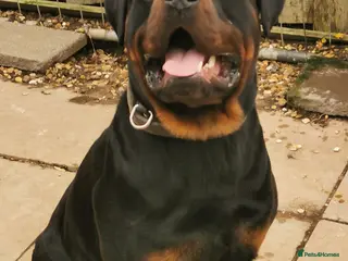 Rottweiler dogs K..C REGISTERED ROTTWEILER STUD in Rushden - Advert 8