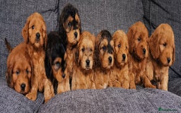 Cockapoo dogs for sale: Stunning Quality F1 Chocolate sable Cockapoo pups - Image 11