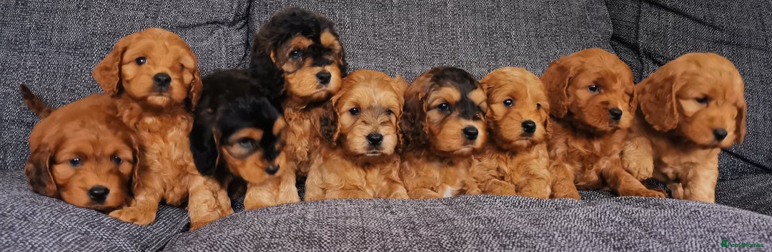 Cockapoo dogs for sale: Stunning Quality F1 Chocolate sable Cockapoo pups - Image 11