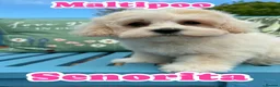 Maltipoo dogs for sale: Maltipoo puppies exceptional quality  - Advert 13