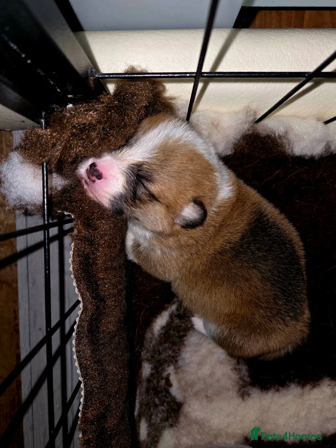 Welsh Corgi Pembroke dogs for sale: Stunning KC Registered Girl Dove Available.  - Advert 27