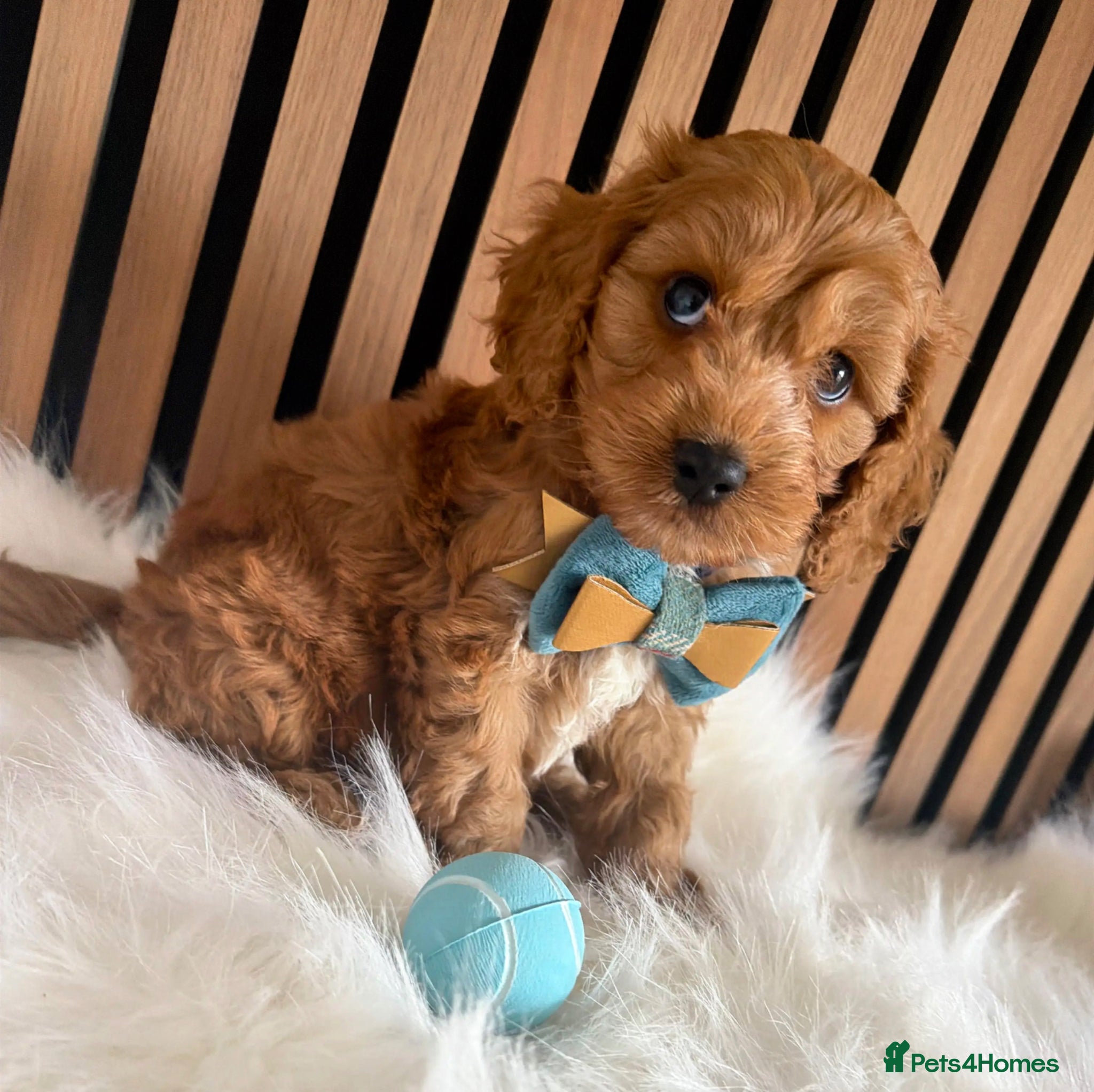 Cockapoo dogs Stunning  F1 Cockapoos PRA Clear Pedigree Parents - Advert 7