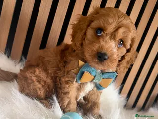Cockapoo dogs Stunning F1 Cockapoos PRA Clear Pedigree Parents - Advert 7