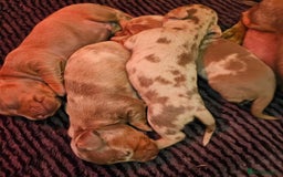 Dachshund dogs for sale: Isabella Dapple Dachshund Puppies - Advert 29