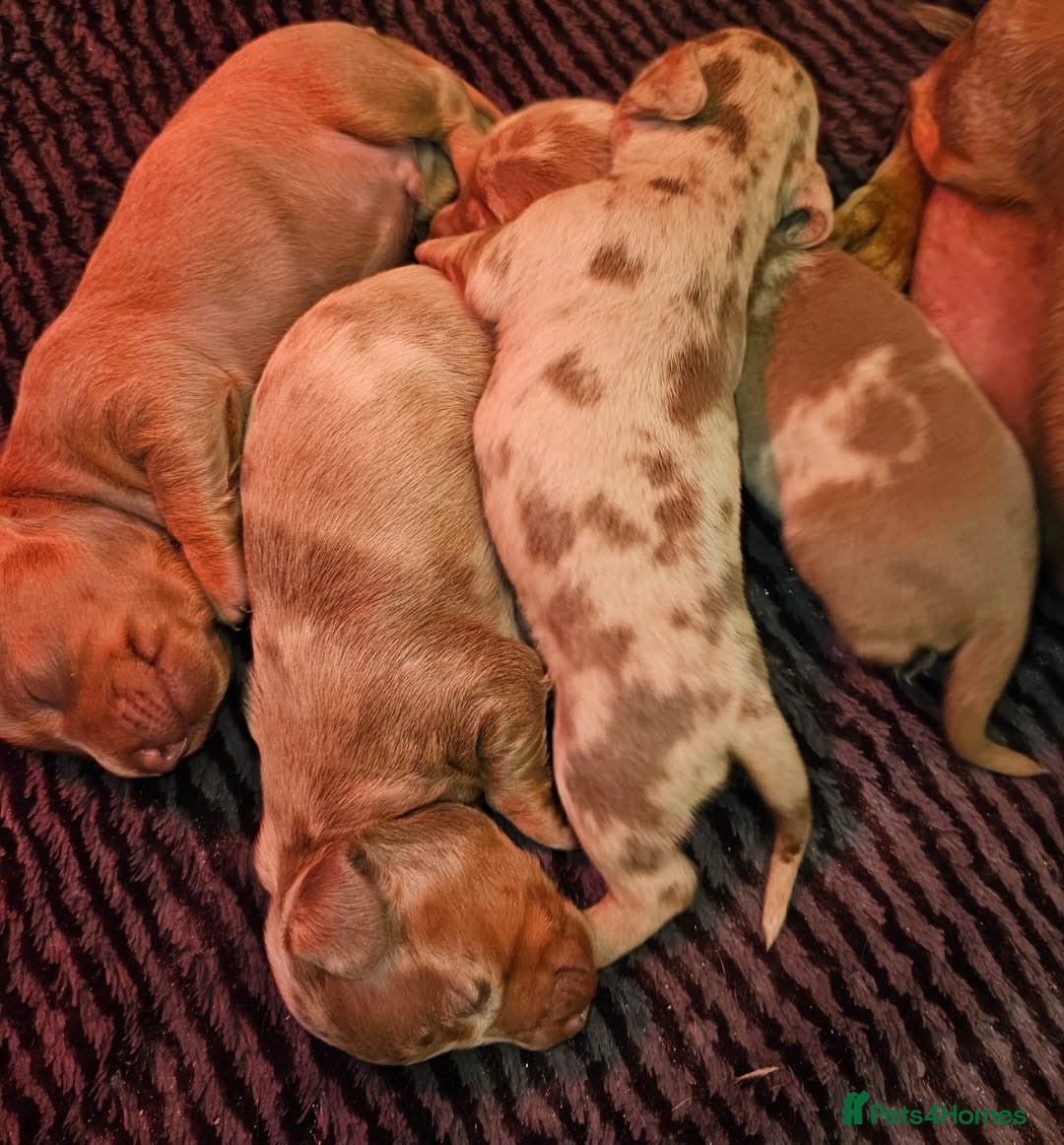 Dachshund dogs for sale: Isabella Dapple Dachshund Puppies - Advert 29