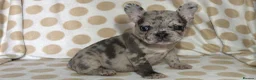 French Bulldog dogs for sale: Reduced to £1250. 1 boy 2 girls left - Advert 6