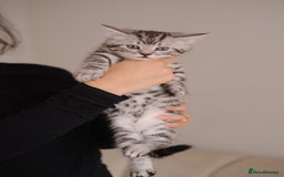 Scottish Fold cats for sale: 🐾 Beautiful Spotted-Belly Scottish Fold x Tabby😺 - Image 1