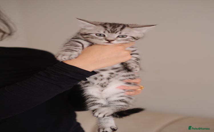 Scottish Fold cats - Advert 2