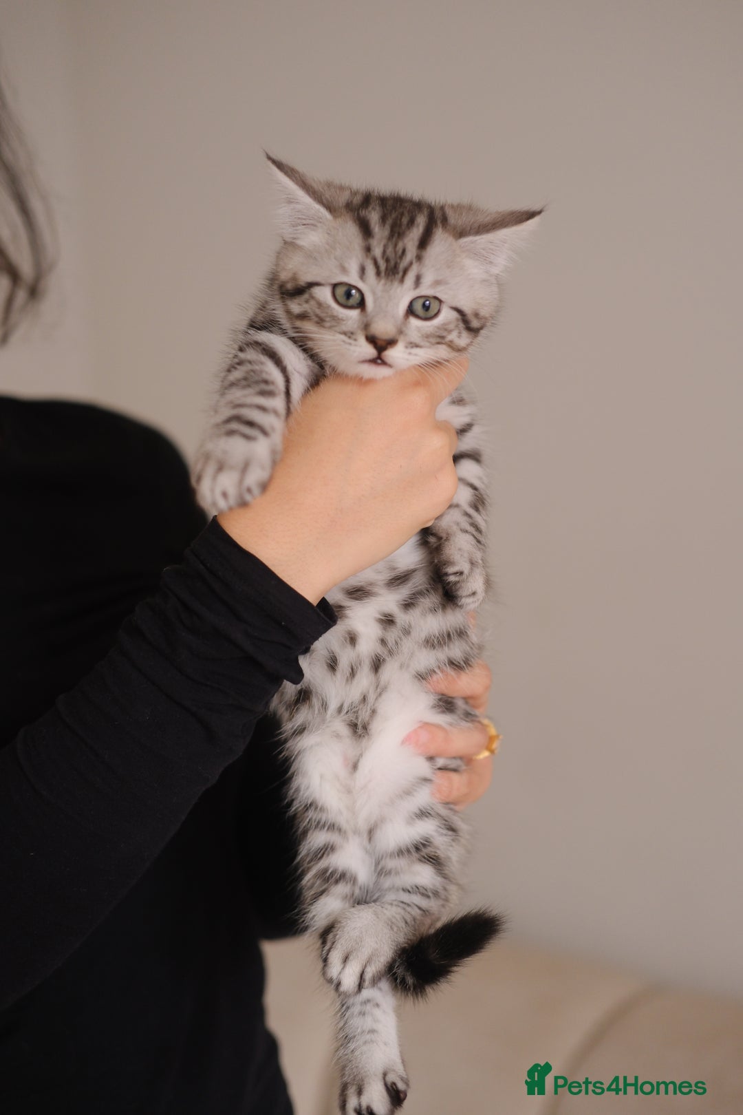 Scottish Fold cats for sale: 🐾 Beautiful Spotted-Belly Scottish Fold x Tabby😺 - Image 1
