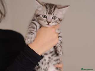 Scottish Fold cats - Advert 3