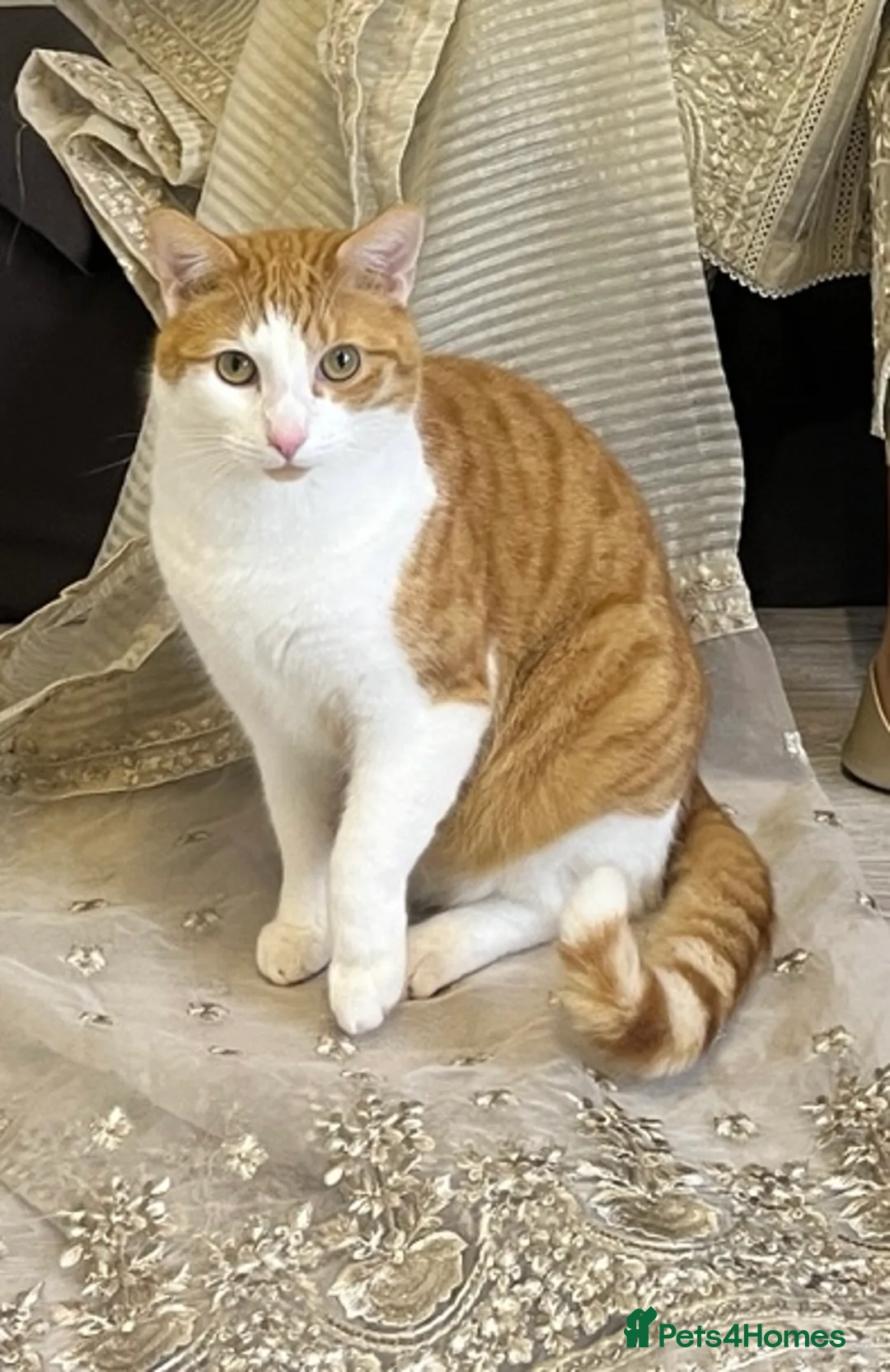 Domestic Shorthair cats for sale: Domestic short hair. in Oldham - Advert 2