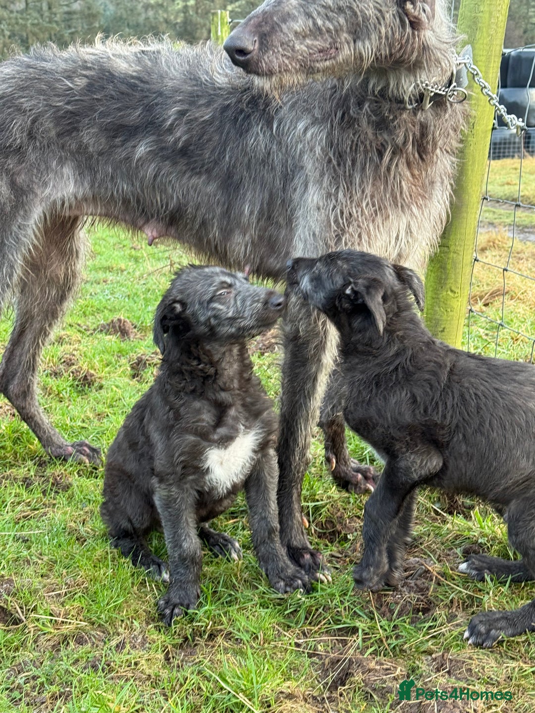 Deerhound dogs for sale: Scottish Deerhound pups - Advert 2