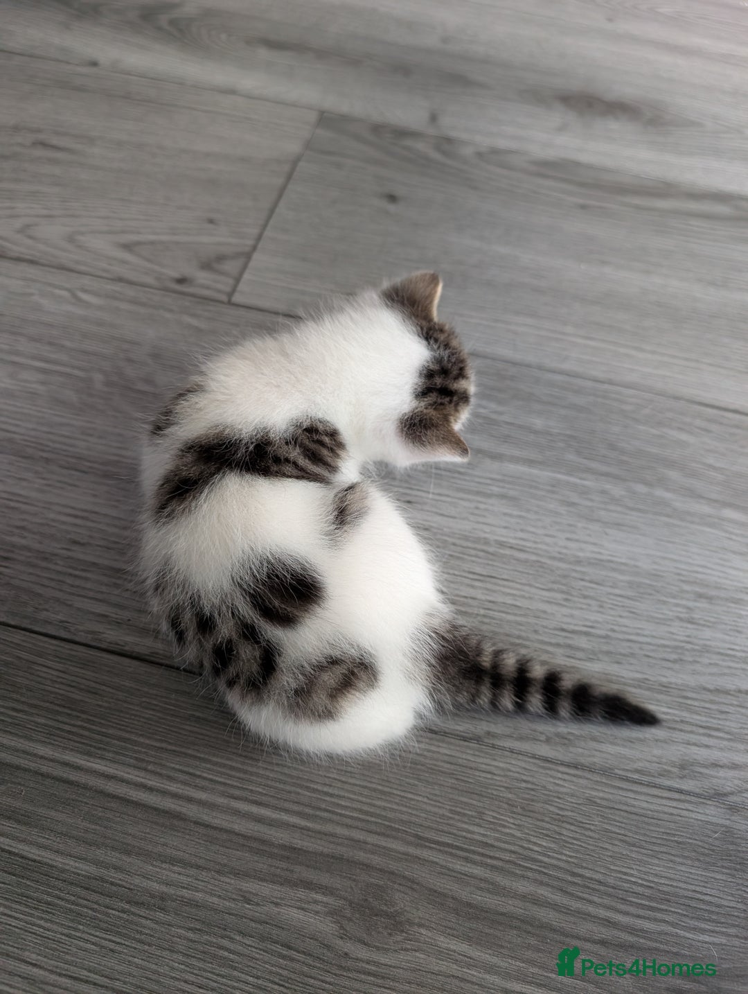 Siberian cats for sale: Georgeous Siberian (mix) kittens - Image 4