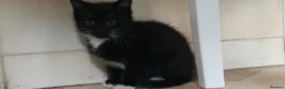 Mixed Breed cats for sale: Kitten for sale boy and girls  - Advert 13