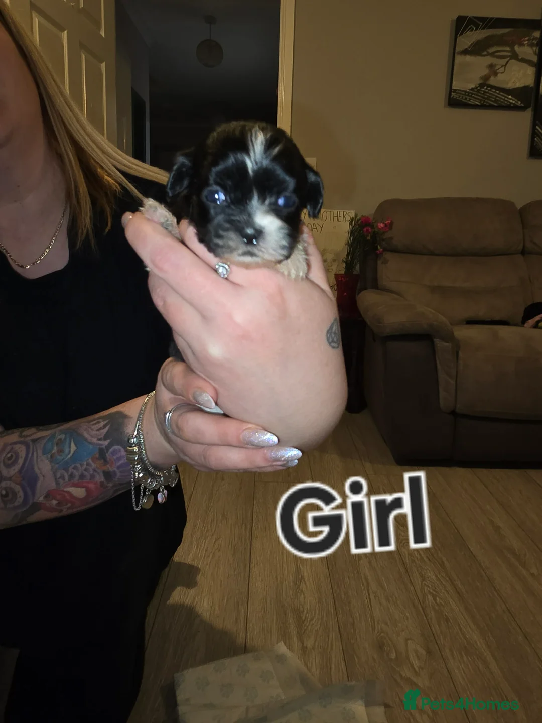 Shih Tzu dogs for sale: Shih Tzu puppies for sale - Advert 2