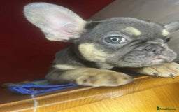 French Bulldog dogs for sale: 🐾 French Bulldog Puppies for Sale - Image 7