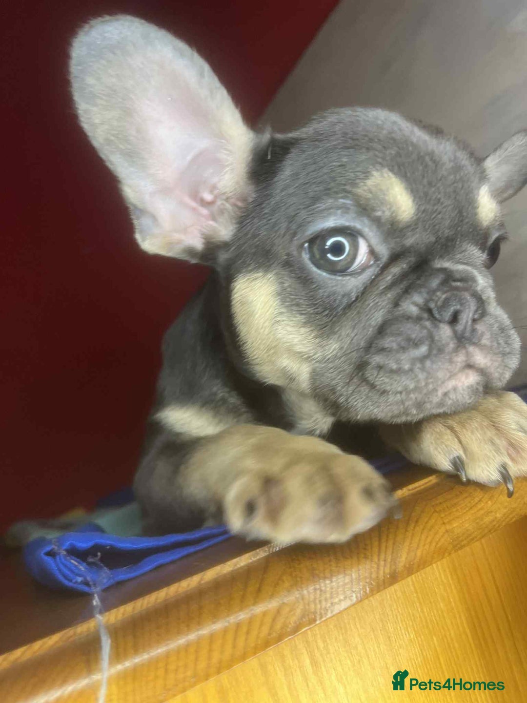 French Bulldog dogs for sale: 🐾 French Bulldog Puppies for Sale - Image 7
