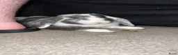 Mini Lop rabbits for sale: Oreo mini lop - Advert 3