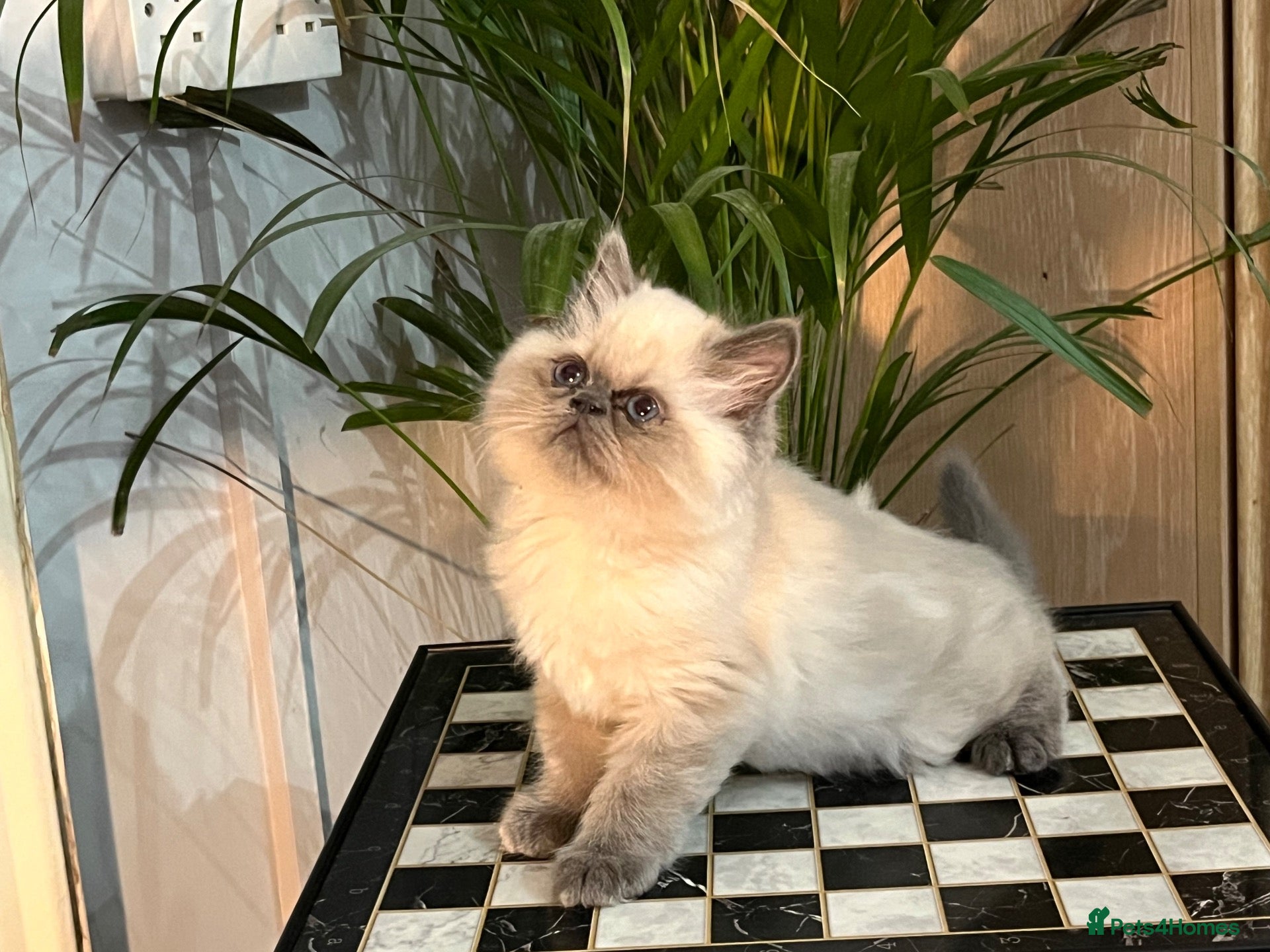 Persian cats Ready Now. 2 very beautiful Persian kittens  - Advert 1