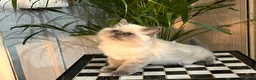 Persian cats for sale: Soo affectionate "Hand reared",persian kitten (M)  - Advert 11