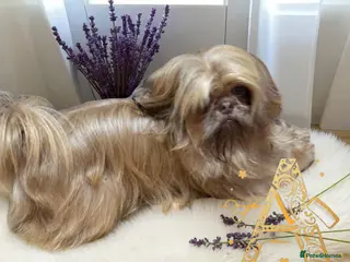 Shih Tzu dogs Chocolate Shihtzu puppies - Advert 6