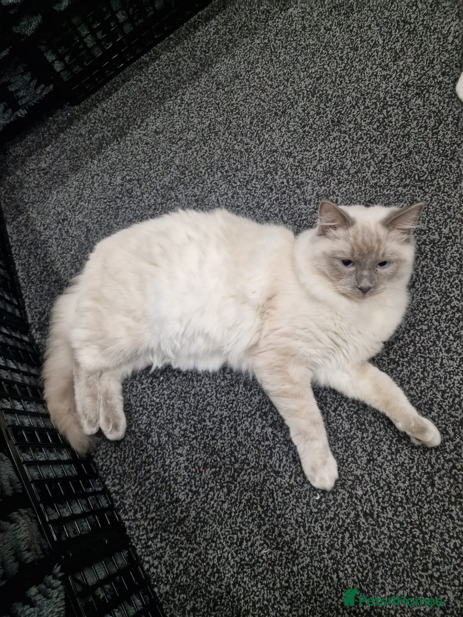 Ragdoll cats Ragdoll blue point  - Advert 1