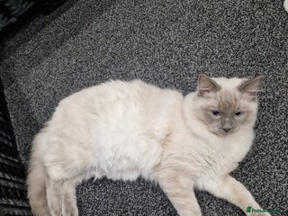 Ragdoll cats Ragdoll blue point - Advert 1